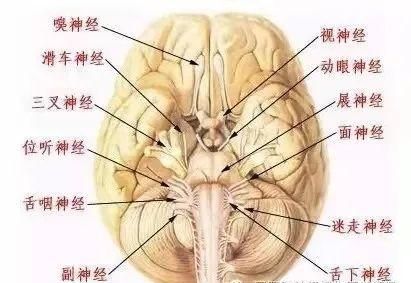 十二对颅神经解剖及损伤后表现有哪些(十二对颅神经解剖位置)