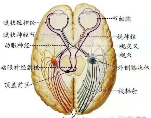 十二对颅神经解剖及损伤后表现有哪些(十二对颅神经解剖位置)