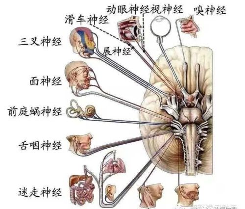 十二对颅神经解剖及损伤后表现有哪些(十二对颅神经解剖位置)