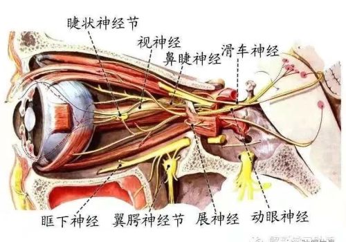 十二对颅神经解剖及损伤后表现有哪些(十二对颅神经解剖位置)