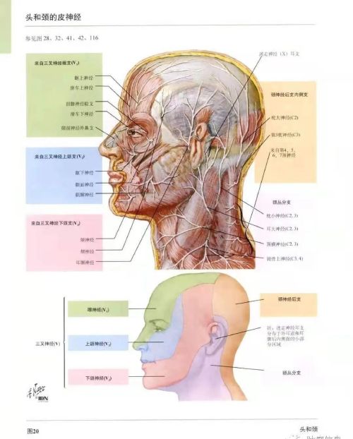 十二对颅神经解剖及损伤后表现有哪些(十二对颅神经解剖位置)