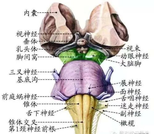 十二对颅神经解剖及损伤后表现有哪些(十二对颅神经解剖位置)