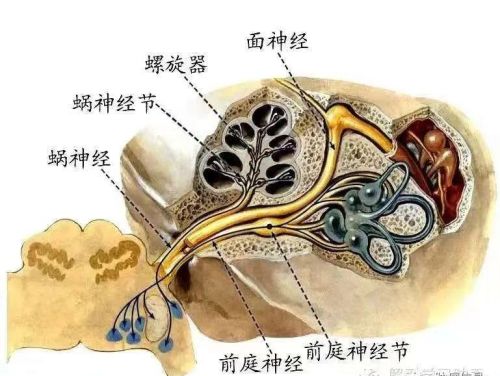 十二对颅神经解剖及损伤后表现有哪些(十二对颅神经解剖位置)