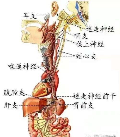 十二对颅神经解剖及损伤后表现有哪些(十二对颅神经解剖位置)