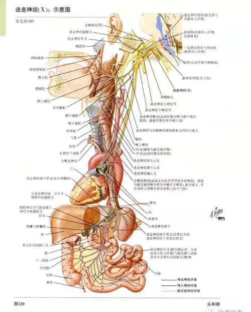 十二对颅神经解剖及损伤后表现有哪些(十二对颅神经解剖位置)