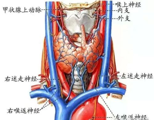 十二对颅神经解剖及损伤后表现有哪些(十二对颅神经解剖位置)