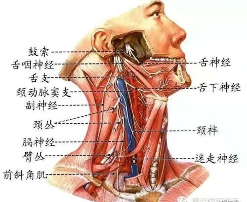 十二对颅神经解剖及损伤后表现有哪些(十二对颅神经解剖位置)