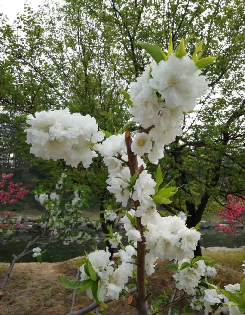 碧桃和露种红杏倚云栽的意思(天上碧桃和露种,日边红杏依云栽)