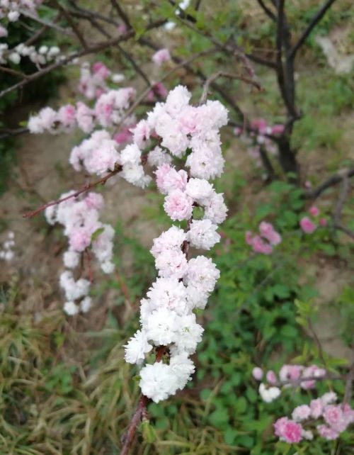 碧桃和露种红杏倚云栽的意思(天上碧桃和露种,日边红杏依云栽)