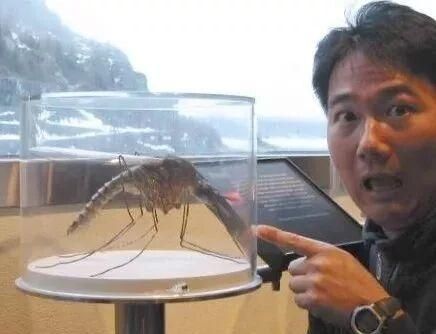 世界上最大的蚊子到底有多大(世界上最大的蚊子有多长?)