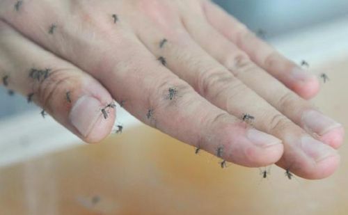 世界上最大的蚊子是什么蚊子会不会咬人?(世界上最大的蚊子到底有多大)