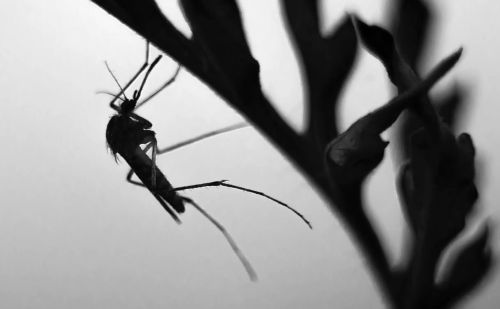 世界上最大的蚊子有多大(世界上最大的蚊子图片)