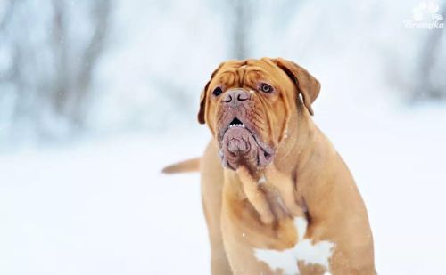 波尔多犬百科(波尔多犬的优缺点)