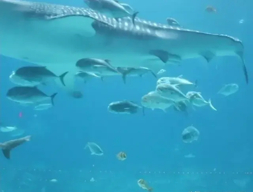 疫情期间水族馆开门吗(水族馆闭馆)