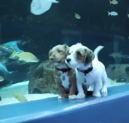 疫情期间水族馆开门吗(水族馆闭馆)