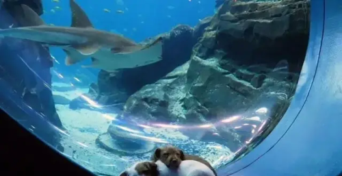 疫情期间水族馆开门吗(水族馆闭馆)