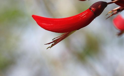 图虫生态摄影：艳丽夺目象牙红