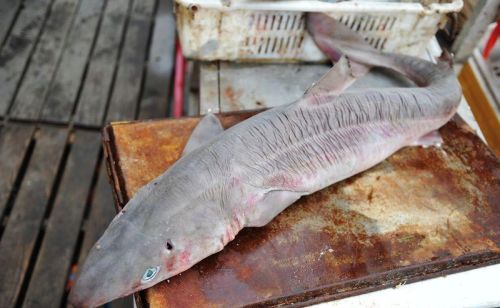集市上的鲨鱼干 25块钱一斤 你遇见会不会购买 还有鲜鲨鱼呢？ 