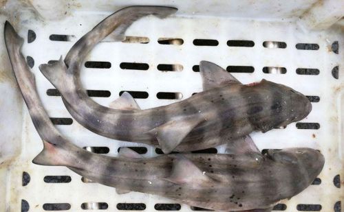 集市上的鲨鱼干 25块钱一斤 你遇见会不会购买 还有鲜鲨鱼呢？ 