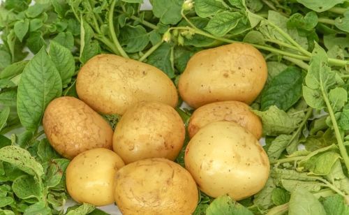 土豆引入欧洲(土豆引进欧洲后,最开始的用途是什么?)