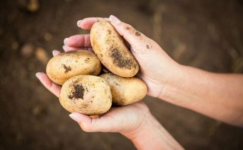 土豆引入欧洲(土豆引进欧洲后,最开始的用途是什么?)