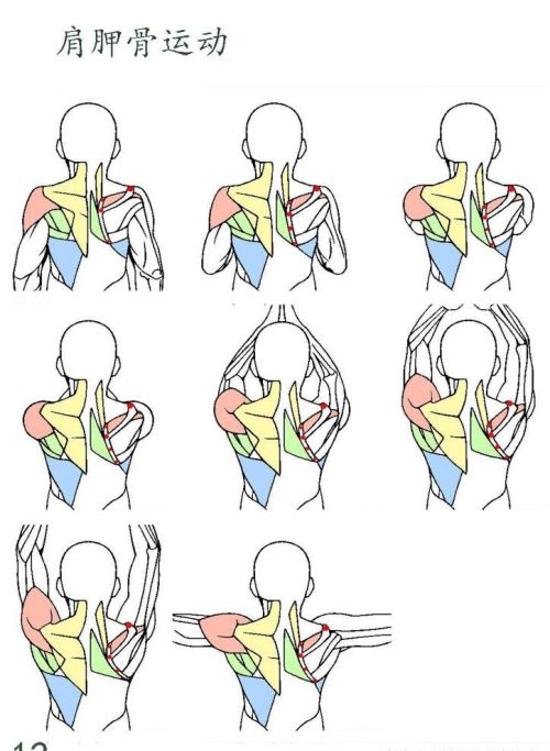 肩胛骨详细解剖(运动解剖学肩胛骨)