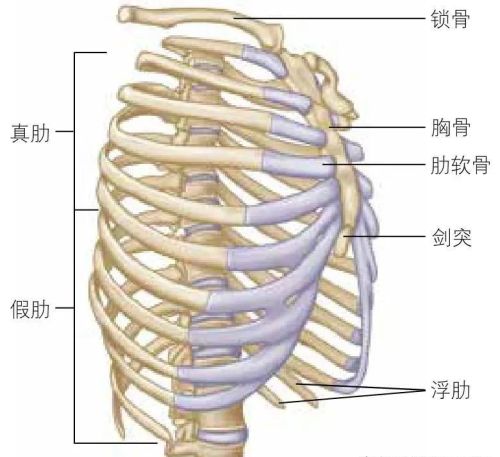 胸椎的瑜伽体式(胸椎瑜伽动作)