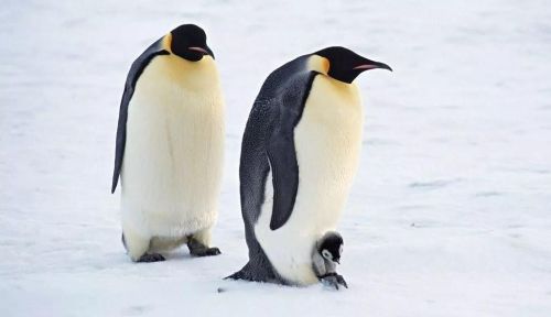 为什么北极没有企鹅脑筋急转弯(为什么北极没有企鹅南极没有北极熊)