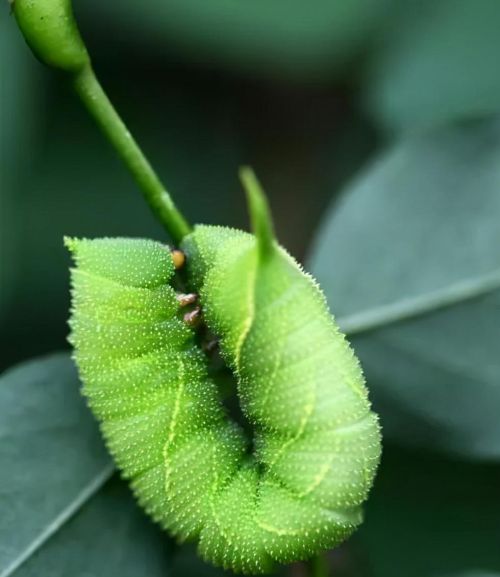 黄豆地里的害虫图片(黄豆地里的虫子叫什么)