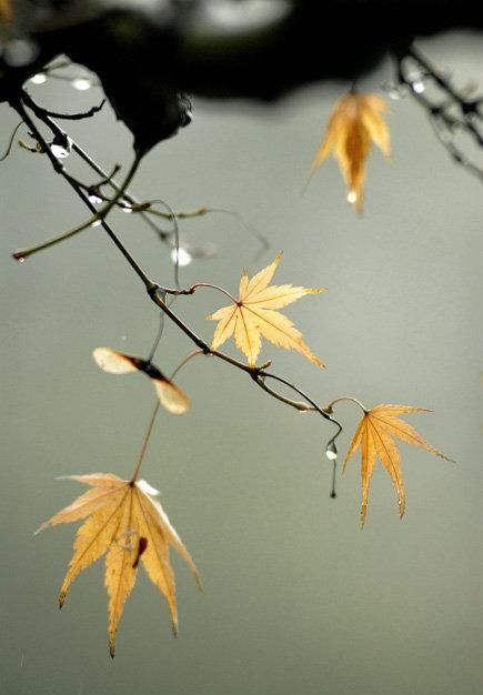 冬天里的小雨淅沥沥沥(初冬的小雨淅淅沥沥)