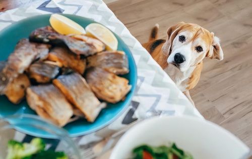 食物中哪种食物对狗是致命的(哪些食物对狗有害)