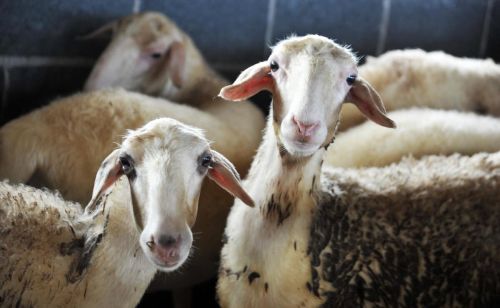 养羊的养殖技术(养殖羊的经验)