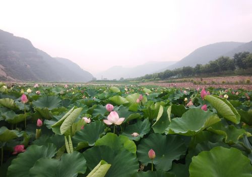 赏荷正当时是什么意思(赏荷正当时清风)