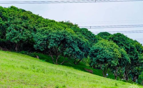 深圳十大绝美绿道(深圳绿道大全)