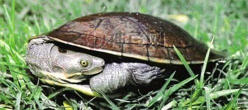 侧颈龟与曲颈龟的区别是什么(侧颈龟与曲颈龟的区别在哪)
