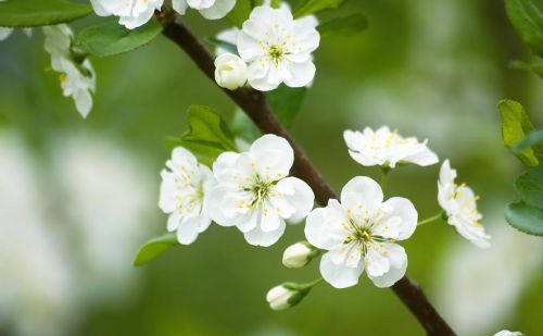 《梅花魂》课文讲解(梅花魂的原文)