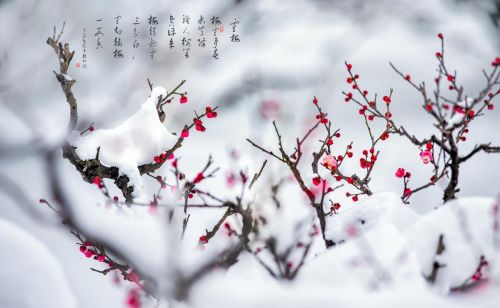 《梅花魂》课文讲解(梅花魂的原文)