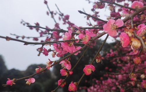 零落成泥碾作尘只有香如故的诗意是什么(卜算子咏梅陆游零落成泥碾作尘)