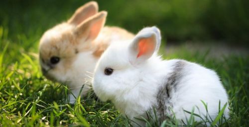 饲养宠物兔子时,要注意哪些问题呢(饲养宠物兔子时,要注意哪些问题和措施)