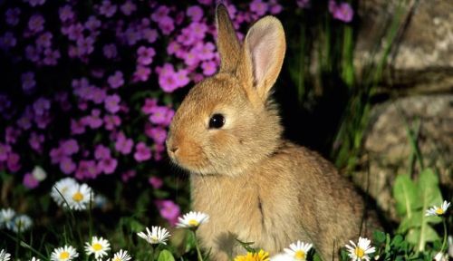 饲养宠物兔子时,要注意哪些问题呢(饲养宠物兔子时,要注意哪些问题和措施)