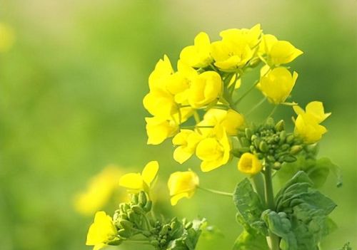 雨水花信风三候(雨水时节的花信风有哪些?)