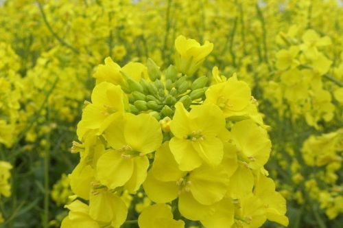 雨水花信风三候(雨水时节的花信风有哪些?)