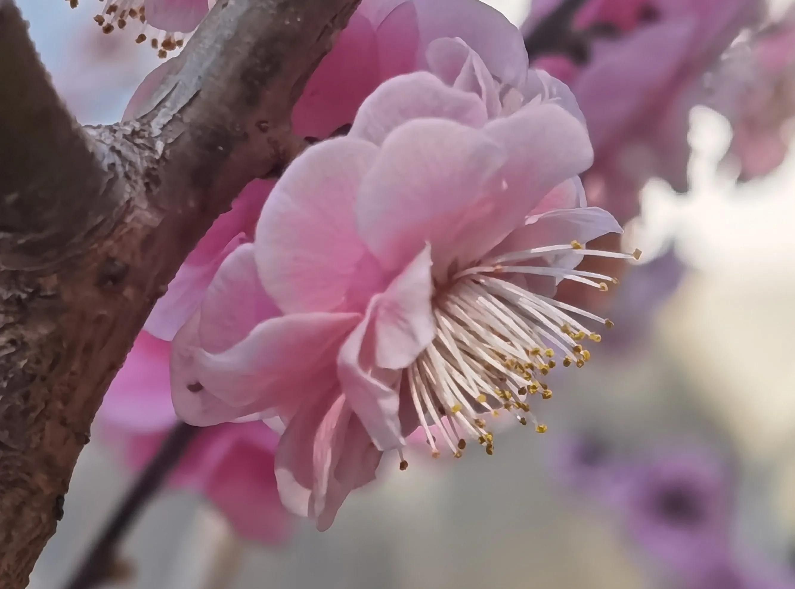 雨水花信风三候(雨水时节的花信风有哪些?)