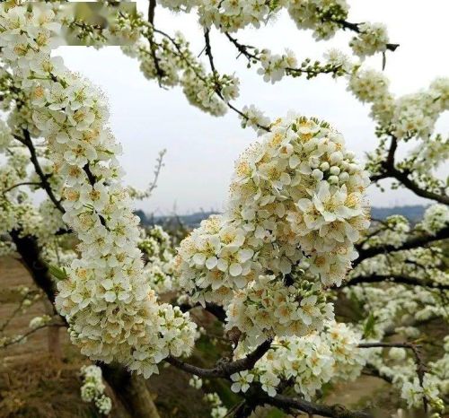 雨水花信风三候(雨水时节的花信风有哪些?)