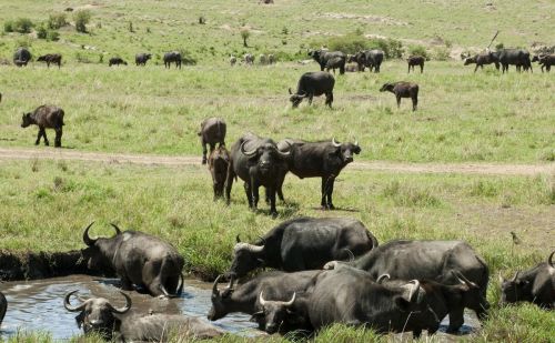 非洲野水牛的肉好吃吗(非洲水牛与野牛的区别)