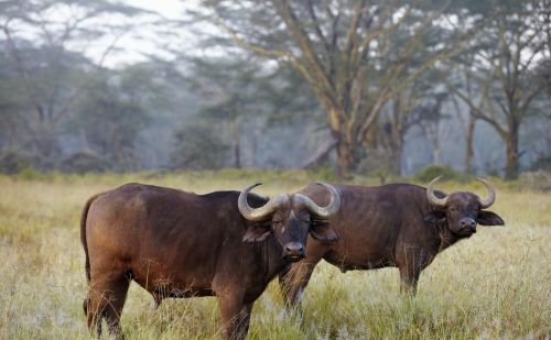 非洲野水牛的肉好吃吗(非洲水牛与野牛的区别)