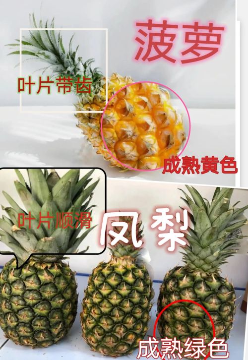 凤梨和菠萝是一个品种吗有什么区别(凤梨和菠萝的区别在哪里?)