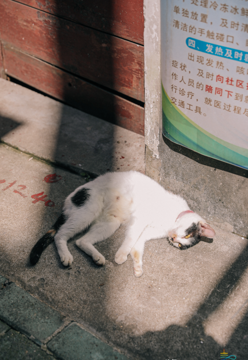 江汉路步行街猫咖(江汉路猫咖在哪儿)