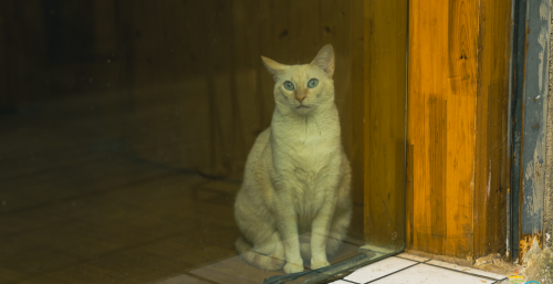 江汉路步行街猫咖(江汉路猫咖在哪儿)