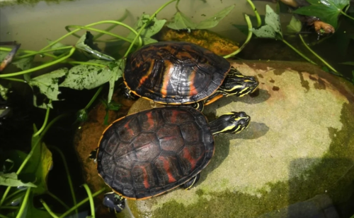 常见乌龟种类和特点(各种乌龟特点)